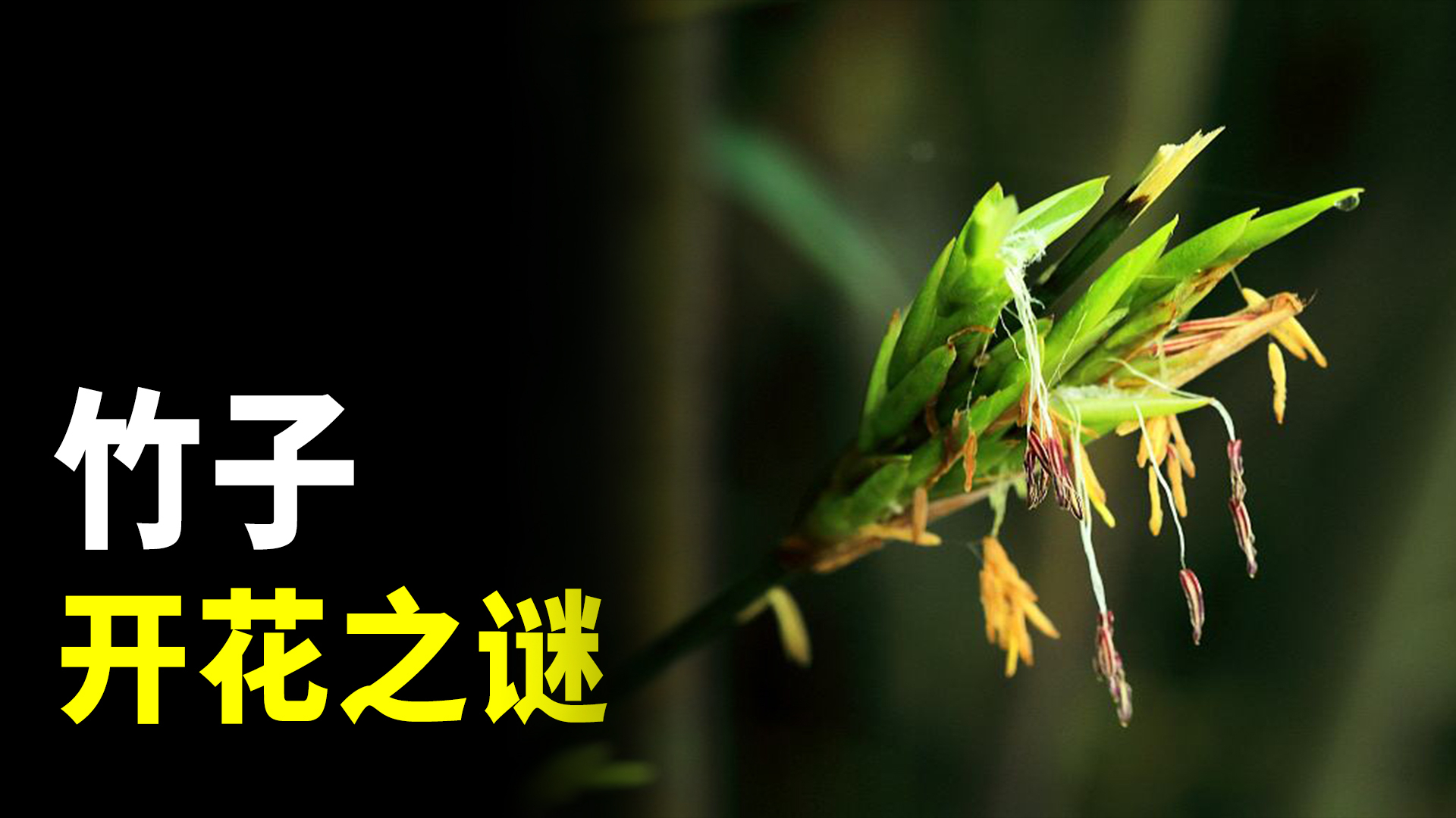 竹子开花是不祥的征兆?竹子开花之谜了解一下
